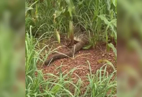 Cascavel gigante surpreende engenheiro agrônomo em plantação de milho no TO