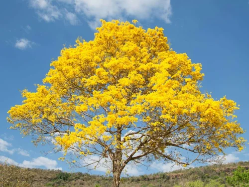 Cerrado do Tocantins floresce na seca e muda paisagem de Palmas
