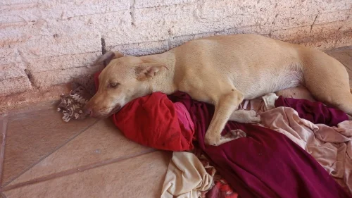 Cadela atropelada em Guaraí precisa de doações para cirurgias na coluna e fêmur