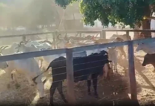 Polícia recupera 23 cabeças de gado furtadas em chácara no interior do TO
