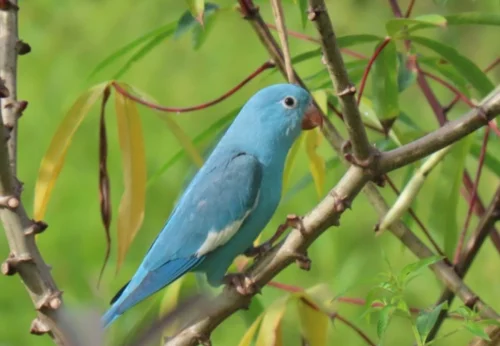 Servidora do Ibama registra periquito azul raro em observação no Tocantins