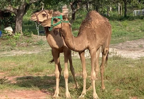 Camelos do Jalapão foram batizados no RN antes de transferência para Tocantins