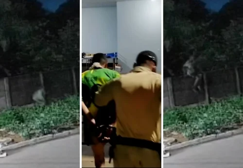 Pitbull morto a facadas defendia tutor durante invasão em Porto Nacional
