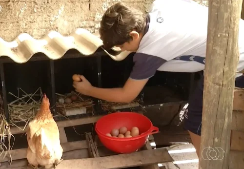 Menino de 11 anos empreende com produção de ovos e vira exemplo em Palmas
