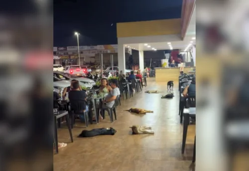 Cães ocupam conveniência em Porto Nacional e viralizam em vídeo