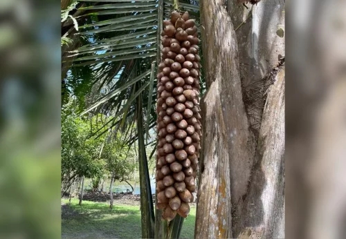 STJ mantém R$ 200 mil por danos morais coletivos por derrubada de babaçu no Tocantins