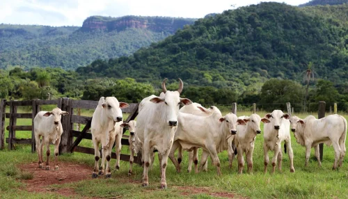 Tocantins inicia projeto piloto de rastreamento individual de bovinos