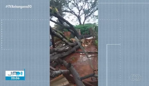 Temporal destrói abrigo de cães e derruba árvores em Palmas