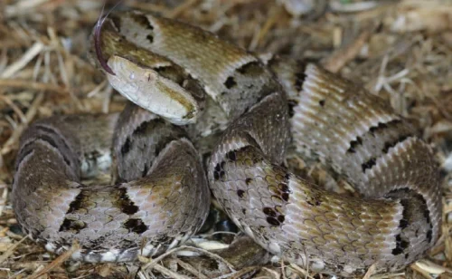 Tocantins registra 1.593 acidentes com serpentes em pouco mais de dois anos