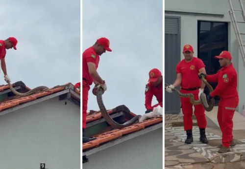 Sucuri de quase 4 metros é resgatada de telhado de casa no Tocantins