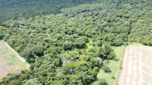 Mecânico sobrevive 20 dias perdido em mata fechada no Tocantins após treinamento de brigadista