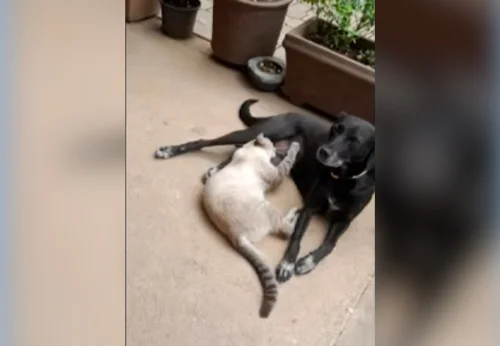 Cachorra é morta a tiros em frente a casa após tutora ouvir disparos em Palmas