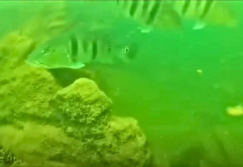 Mergulhador revela ‘mundo escondido’ no fundo do Lago de Palmas; veja vídeo